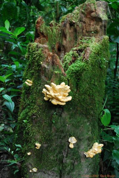 2007-03-07_08-27-30.jpg - Selvatura park, Santa Elena, Costa Rica