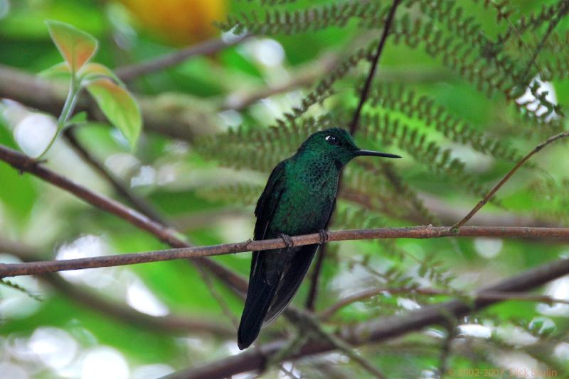 2007-03-07_13-50-42.jpg - Selvatura park, Santa Elena, Costa Rica