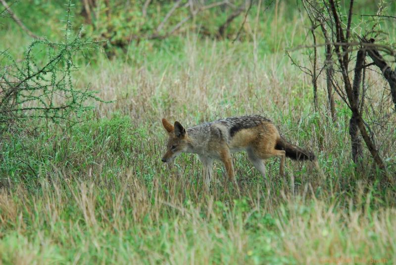 2007-11-05_06-49-44.jpg - Kruger National Park, South Africa