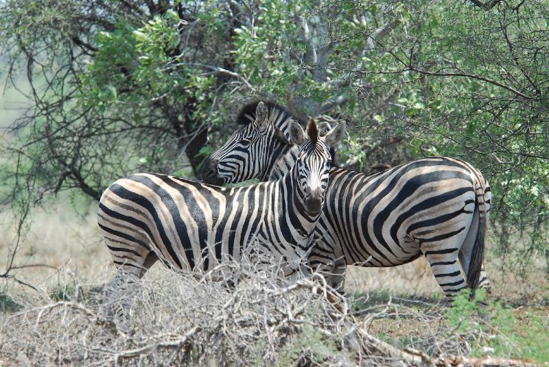 2007-11-05_12-23-32.jpg - Kruger National Park, South Africa