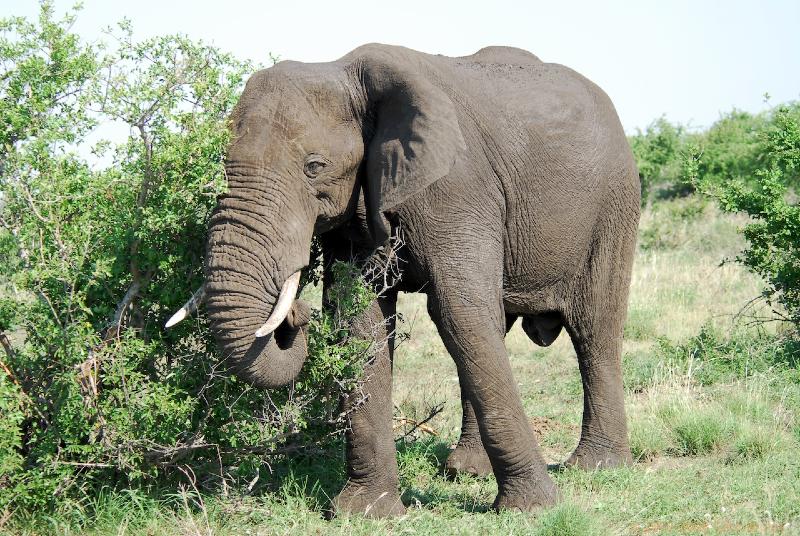 2007-11-05_15-10-56.jpg - Kruger National Park, South Africa