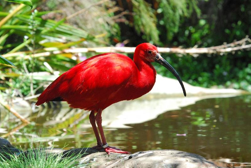 2007-11-18_11-46-00.jpg - Birds of Eden, Plettenberg Bay, South Africa