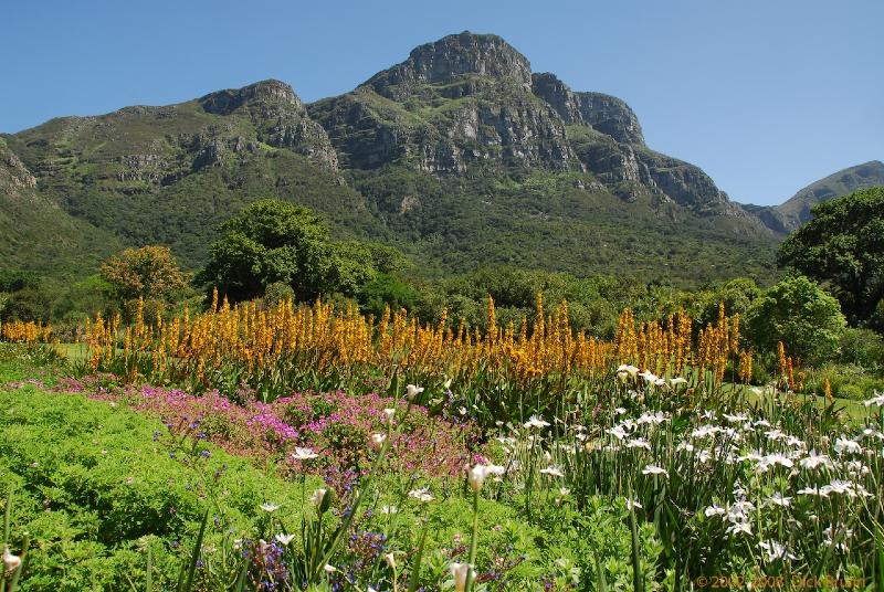 2007-11-24_10-19-36.jpg - Kirstenbosch national botanical garden, South Africa