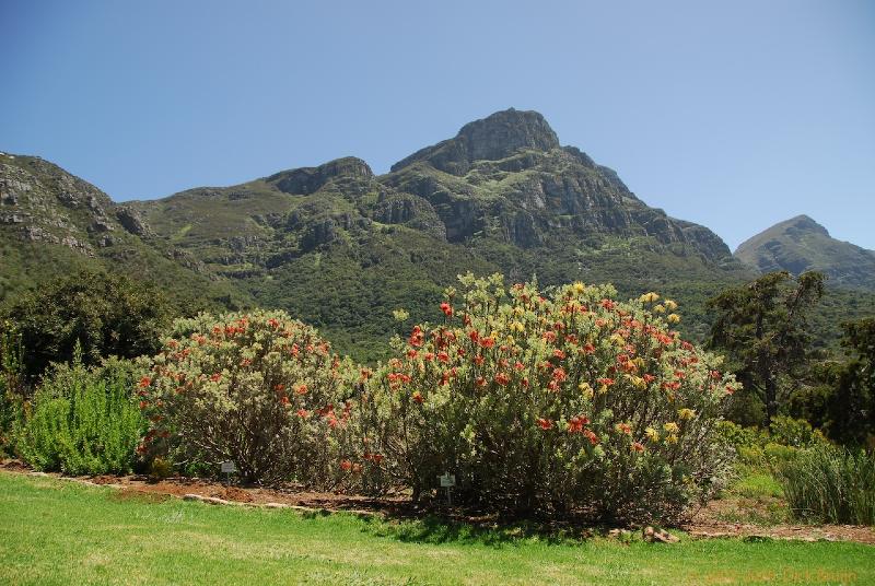 2007-11-24_11-08-50.jpg - Kirstenbosch national botanical garden, South Africa