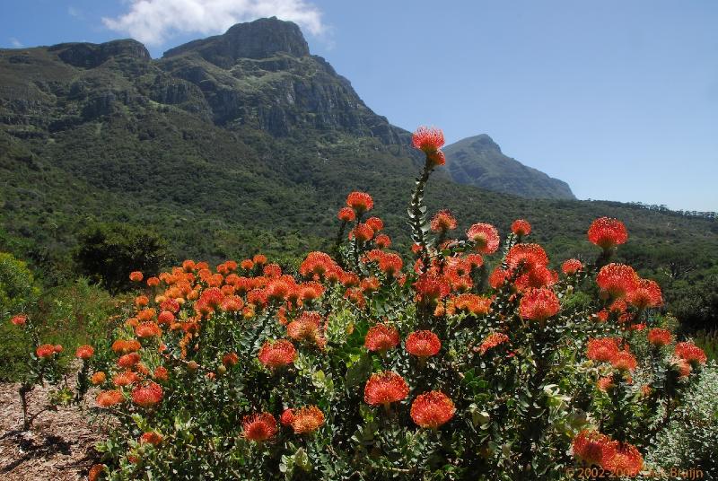 2007-11-24_11-15-34.jpg - Kirstenbosch national botanical garden, South Africa