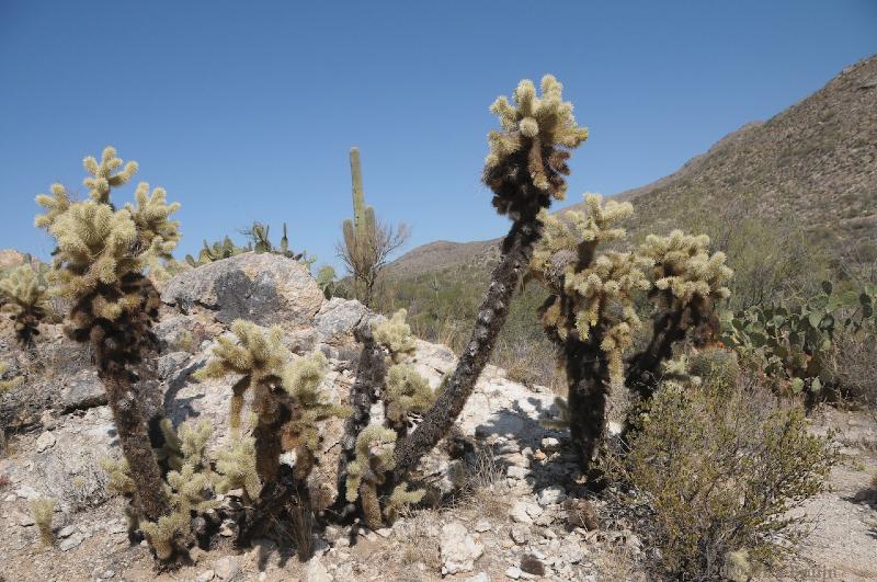 2009-09-23_21-35-42.jpg - Saguaro National Park, AZ, USA