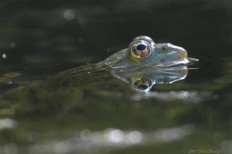 2009-09-25_23-25-22.jpg - Chicahua Leopard Frog, Ramsey Canyon, AZ, USA