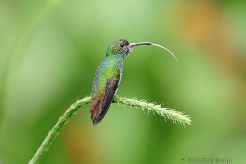 2010-09-12_19-38-27.jpg - Rufous-tailed Hummingbird, Arenal Observatory Lodge, Costa Rica