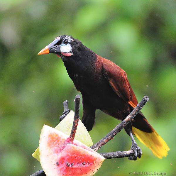 2010-09-13_14-16-17.jpg - Montezuma Oropendola, Arenal Observatory Lodge, Costa Rica