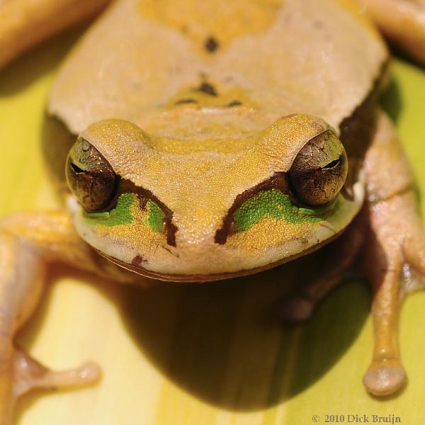 2010-09-13_21-31-09.jpg - Variegated Treefrog, Arenal Observatory Lodge, Costa Rica