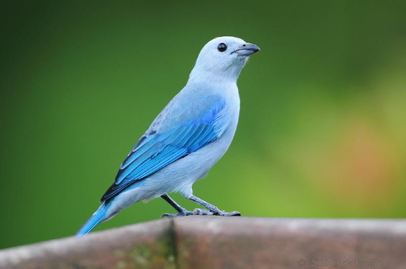 2010-09-13_21-46-05.jpg - Blue-gray Tanager, Arenal Observatory Lodge, Costa Rica