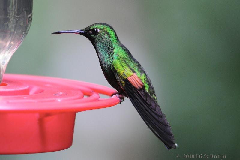 2010-09-16_20-00-55.jpg - cf.Blue-tailed Hummingbird, Hummingbird garden near Reserva Biologica Bosque Nuboso Monteverde