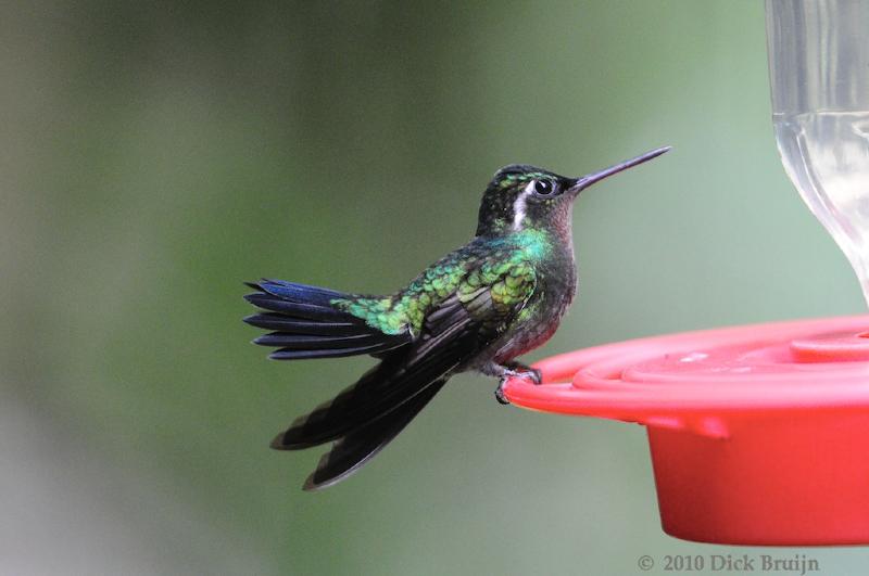 2010-09-16_20-01-31.jpg - Purple-throated Mountain Gem, Hummingbird garden near Reserva Biologica Bosque Nuboso Monteverde