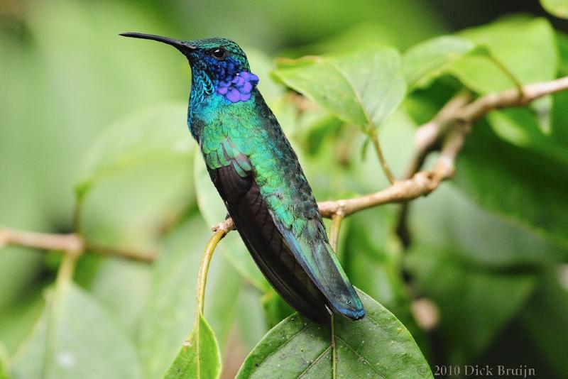 2010-09-16_20-47-46.jpg - Green-violet ear, Hummingbird garden near Reserva Biologica Bosque Nuboso Monteverde