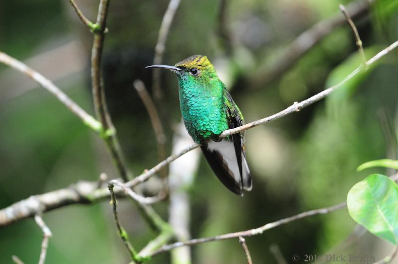 2010-09-16_20-55-46.jpg - Coppery-headed Emerald Hummingbird, Hummingbird garden near Reserva Biologica Bosque Nuboso Monteverde