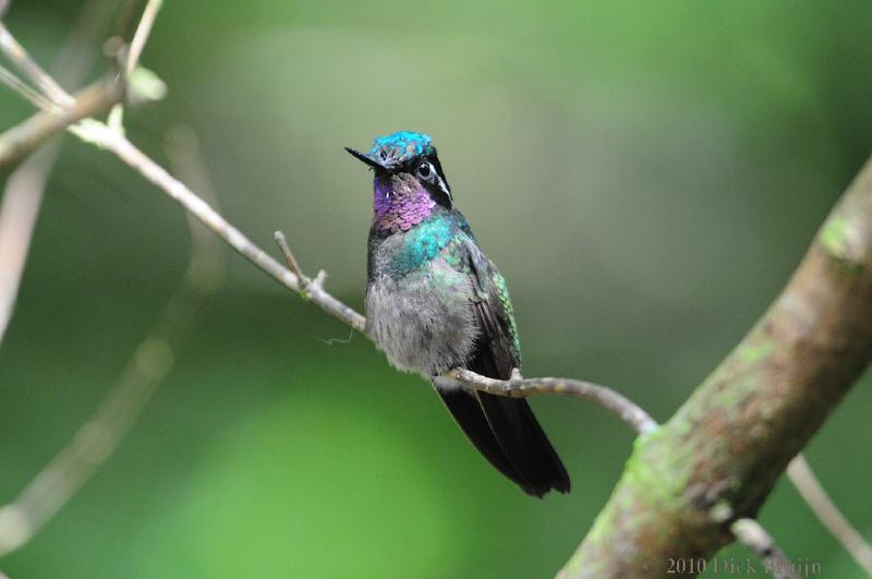 2010-09-16_20-56-34.jpg - Purple-throated Mountain-gem, Hummingbird garden near Reserva Biologica Bosque Nuboso Monteverde