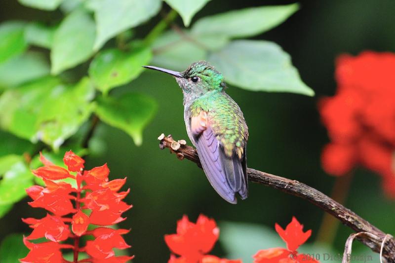 2010-09-17_16-43-17.jpg - Stripe-tailed Hummingbird, Selvatura Park, Monteverde, Costa Rica