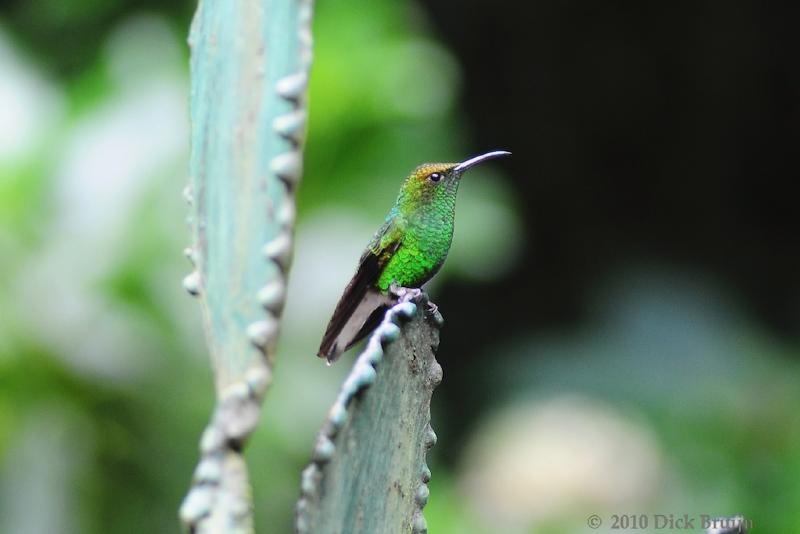 2010-09-17_16-45-51.jpg - Coppery-headed Emerald Hummingbird, Selvatura Park, Monteverde, Costa Rica