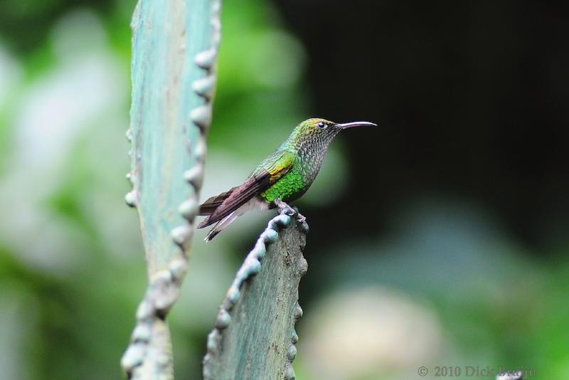 2010-09-17_16-46-18.jpg - Coppery-headed Emerald Hummingbird, Selvatura Park, Monteverde, Costa Rica