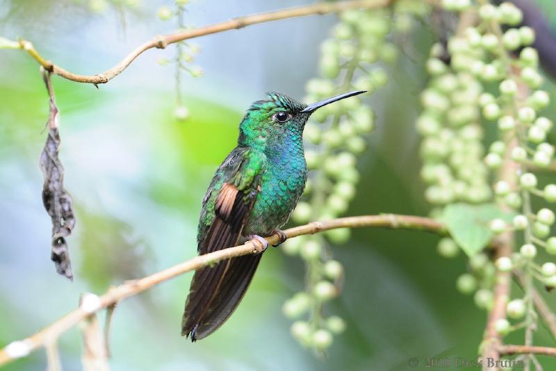 2010-09-17_17-20-51.jpg - Blue-tailed Hummingbird, Selvatura Park, Monteverde, Costa Rica