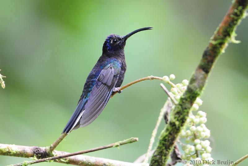 2010-09-17_17-34-15.jpg - Violet Sabrewing, Selvatura Park, Monteverde, Costa Rica