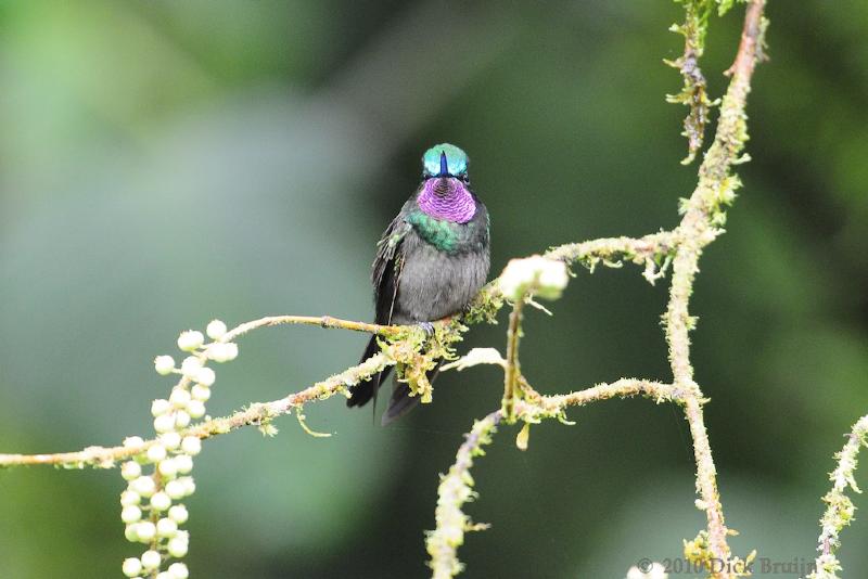 2010-09-17_17-40-21.jpg - Purple-throated Mountain-gem, Selvatura Park, Monteverde, Costa Rica