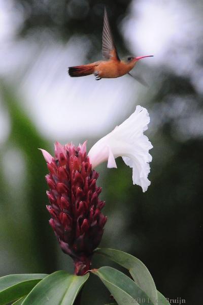 2010-09-18_23-37-54.jpg - Cinnamon Hummingbird, Hotel Lagarta Lodge, Nosara, Costa Rica