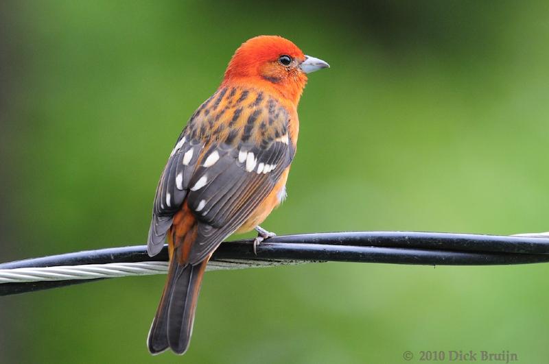 2010-09-23_22-27-23.jpg - Flame-colored Tanager (m), San Gerardo de Dota, Costa Rica