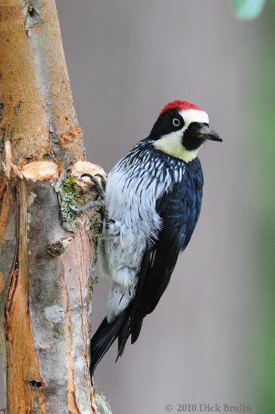 2010-09-23_22-30-32.jpg - Acorn Woodpecker (m), San Gerardo de Dota, Costa Rica