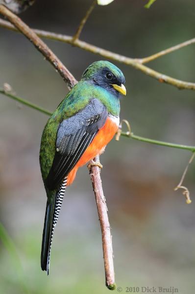 2010-09-24_18-33-27.jpg - Collared Trogon, San Gerardo de Dota, Costa Rica