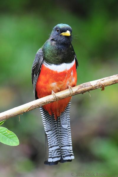 2010-09-24_18-35-10.jpg - Collared Trogon, San Gerardo de Dota, Costa Rica