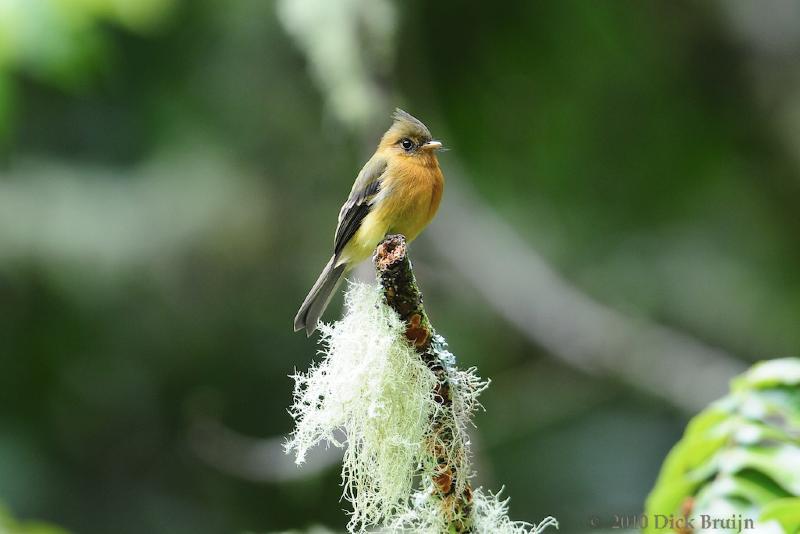 2010-09-24_19-24-20.jpg - Tufted Flycatcher, San Gerardo de Dota, Costa Rica