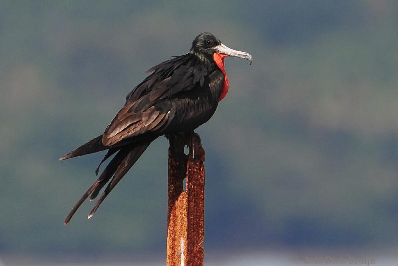 2010-09-27_15-09-40.jpg - Magnificent Frigatebird, Cahuita, Costa Rica