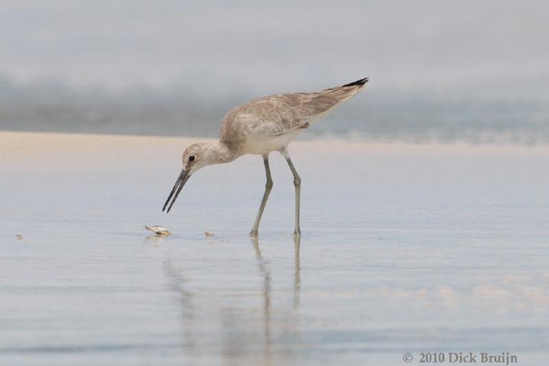 2010-09-27_16-56-34.jpg - Willet, Cahuita, Costa Rica