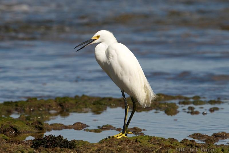 2010-09-28_15-31-24.jpg - Snowy Egret, Manzanillo, Costa Rica