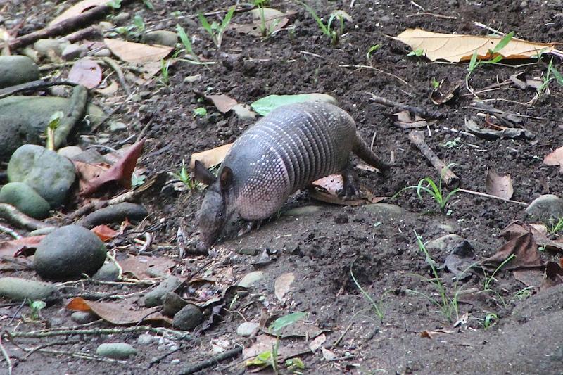 2010-10-03_16-34-24.jpg - Nine-banded Armadillo, Selva Verde Lodge, Chilamate, Costa Rica