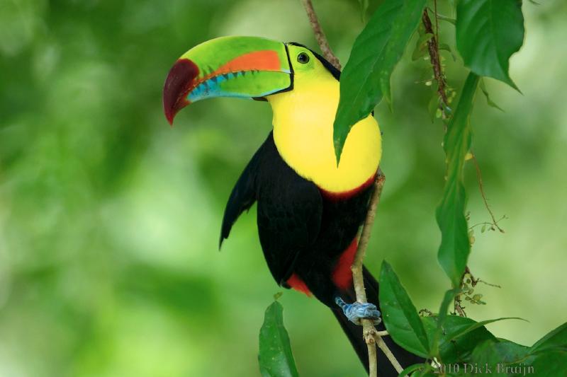 2010-10-03_18-31-58.jpg - Keel-billed Toucan, Selva Verde Lodge, Chilamate, Costa Rica