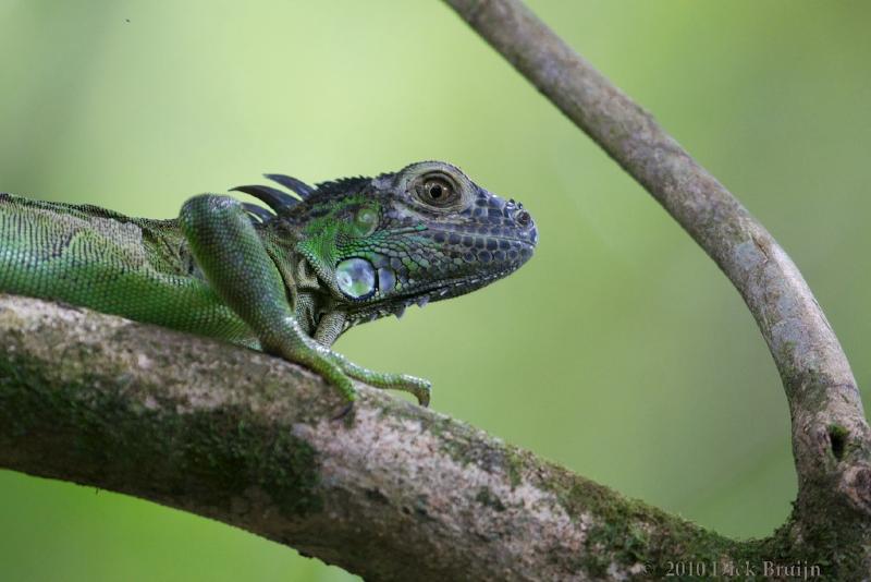 2010-10-03_19-58-39.jpg - Green Iguana, Selva Verde Lodge, Chilamate, Costa Rica