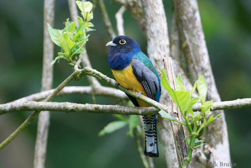 2010-10-03_22-21-03.jpg - Violaceous Trogon, Selva Verde Lodge, Chilamate, Costa Rica