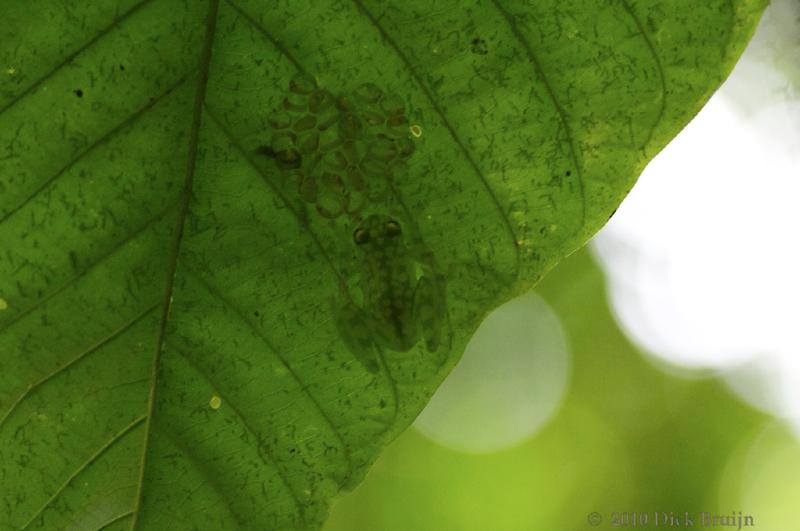 2010-10-04_15-04-01.jpg - Emerald Glass Frog, Selva Verde Lodge, Chilamate, Costa Rica