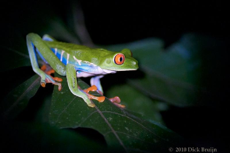 2010-10-05_02-26-24.jpg - Red-eyed Leaf Frog, Selva Verde Lodge, Chilamate, Costa Rica