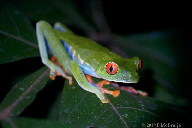 2010-10-05_02-28-55.jpg - Red-eyed Leaf Frog, Selva Verde Lodge, Chilamate, Costa Rica