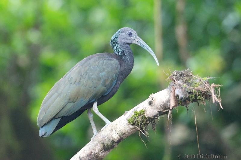 2010-10-05_17-20-00.jpg - Green Ibis, Rio Viejo, Costa Rica