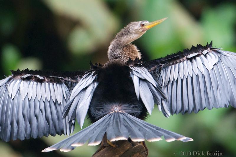 2010-10-05_17-53-36.jpg - Anhinga (f), Rio Viejo, Costa Rica