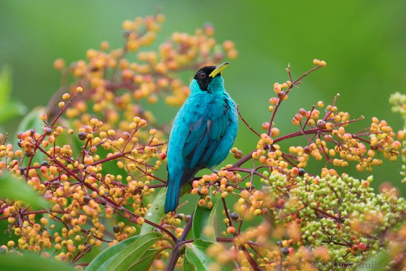 2010-10-06_15-25-26.jpg - Green Honeycreeper, La Selva Biological Station, Costa Rica