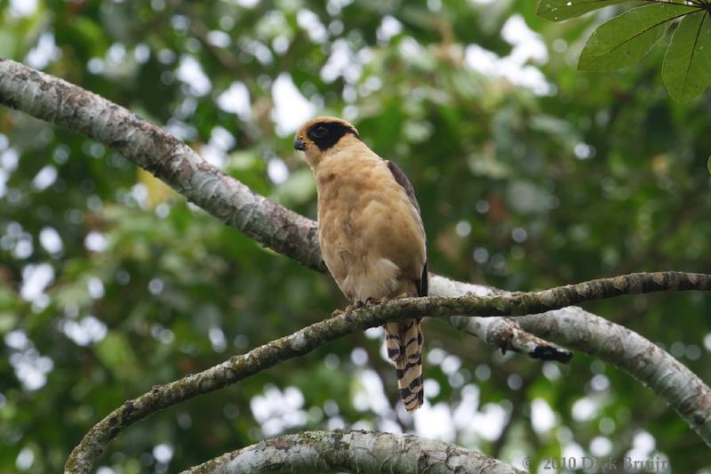 2010-10-06_16-25-37.jpg - Laughing Falcon, La Selva Biological Station, Costa Rica