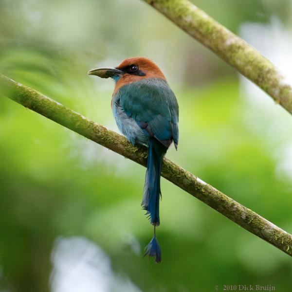 2010-10-06_16-36-50.jpg - Broad-billed Motmot, La Selva Biological Station, Costa Rica