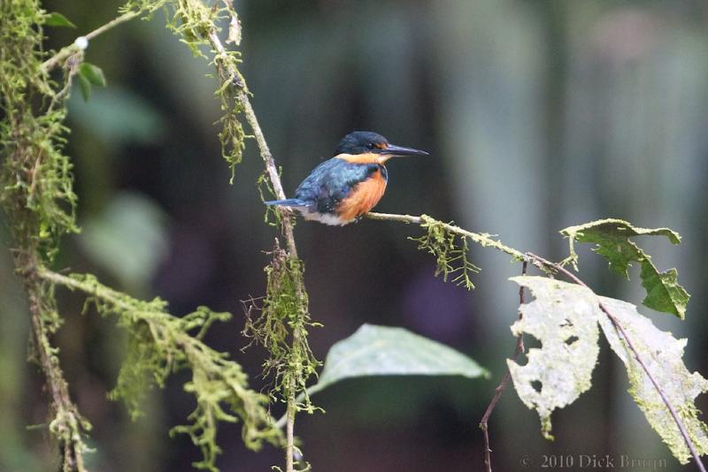 2010-10-06_18-14-33.jpg - American Pygmy Kingfisher, La Selva Biological Station, Costa Rica