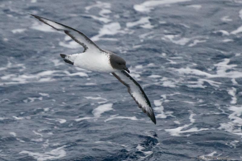 2012-03-30_12-50-23.jpg - Cape (Pintado) Petrel, Drake Passage