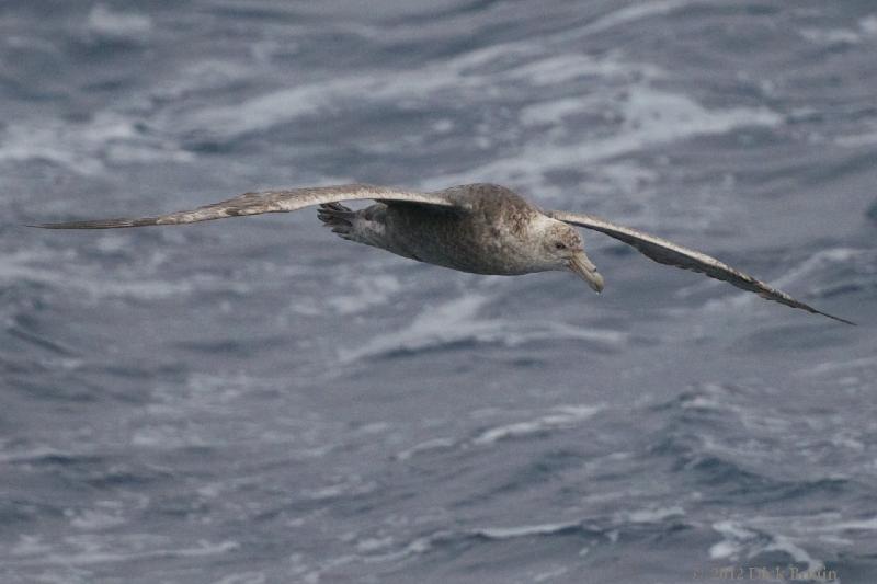 2012-03-30_12-51-10.jpg - Southern Giant Petrel  , Drake Passage